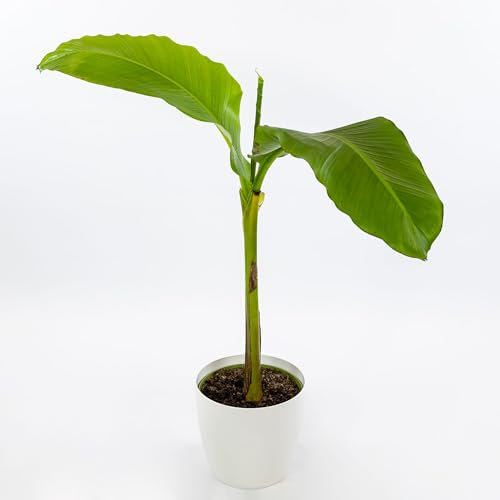 Vivai le Georgiche - Pianta vera di Musa basjoo - vaso Ø 19 cm