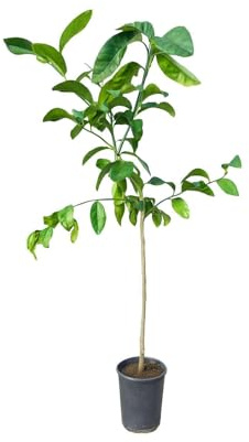 Pianta di Limone Pera del Commendatore - Immagine reale
