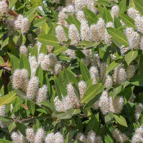 semi di alloro ciliegio - giardino resistenti perenni tappezzante vecchie varietà 200pcs