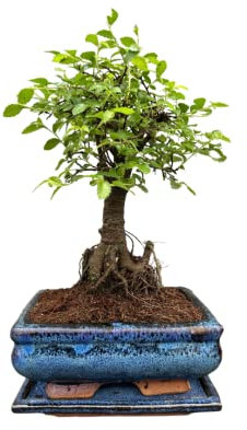 Chinese Elm Bonsai Tree Broom Style with Matching Ceramic Bonsai Tray