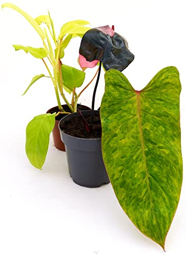 POWERS TO FLOWERS - PHYLODENDRON MONSTERA COLLECTION: PINK PRINCESS, PAINTED LADY, MALAY GOLD, VASO 12cm, piante vere