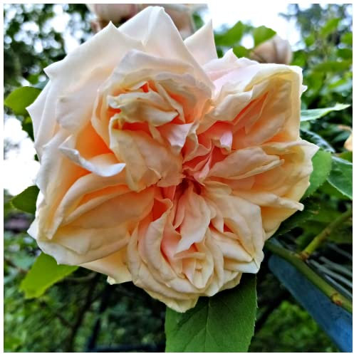 'Gloire de Dijon' Subtle Fragranced Climbing Rose Bush, Buff Yellow, Old Favourite 3fatpigs®
