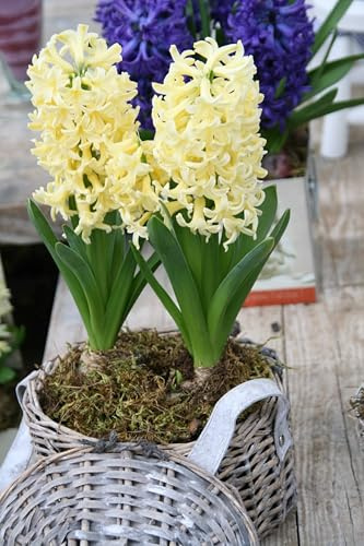 5 Bulbi di Giacinto City Of Harlem | giacinti gialli | Dimensione 15/16 cm| bulbi autunnali | spedito da Italia |MY PLANTIS