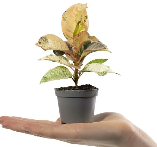 Baby Rubber Plant - Ficus Elastica Schrijveriana - Small Indoor House Plants for Home Office - Grow Your Own Baby Plants - Indoor Plant in Pot