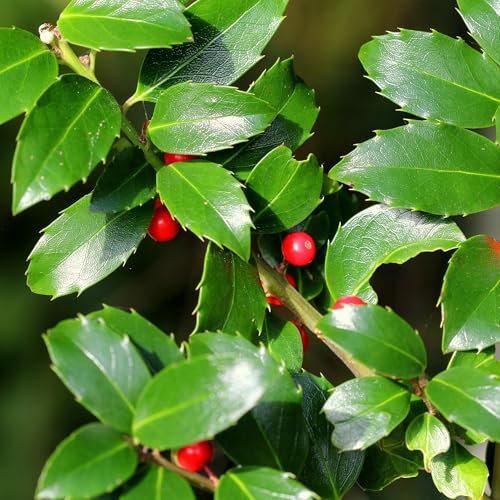 Agrifoglio – Ilex Blue maid – foglia verde – pianta siepe – 8 piante – 1 metro lineare – sempreverde – vaso 9 cm altezza 25 – 30 cm