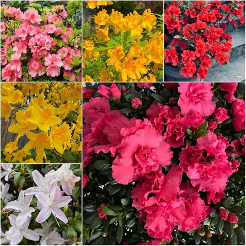 rododendro - semillas exóticas bonsái rododendro decorativas de interior semillas jardín decoración balcones 550pcs