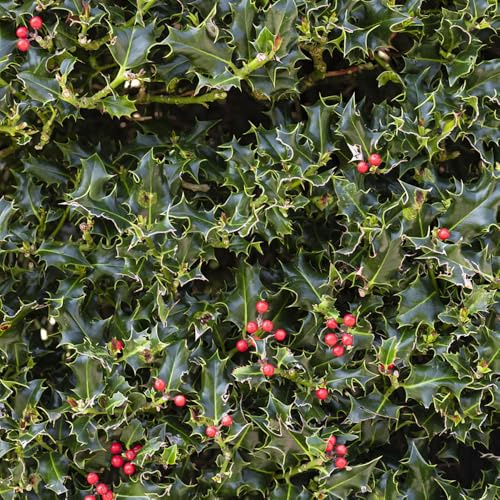 stechpalme exotische zimmerpflanzen blumengarten balkongewächshäuser dachbegrünung extrem winterharte kübelpflanzen balkonpflanze biosaatgut gartensamen baumsamen deko büro pflanztopf 950samen