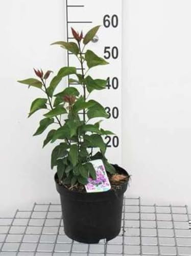Syringa vulgaris - Lilas 60-80 cm en pot