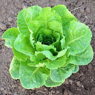 250 Semi confettate e coste Stella Lattuga organica & pellettato Seeds ONLY