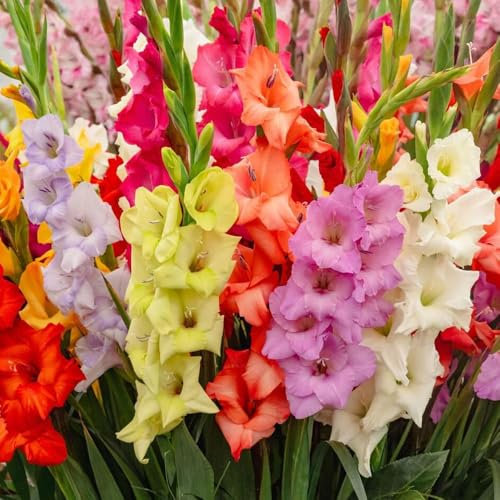 15 Gladioli Large Flowering Mix – Vibrant Blooms That Attract Pollinators – Summer-Flowering Perennial Bulbs – Perfect for Your UK Garden