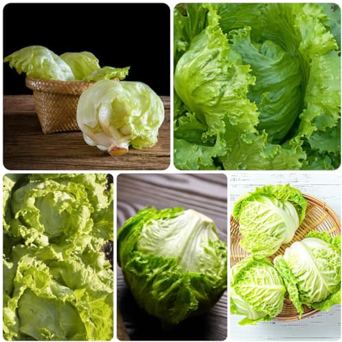semi di lattuga iceberg biologici - resistenti per il giardino fresca invernali aiuole rialzate 300pcs