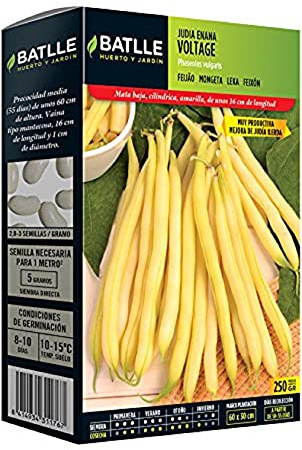 Semences Battle – Juive naine Ilerda Jaune 250g