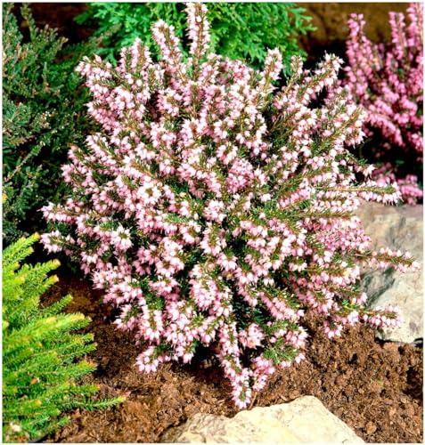 GrowOn Shrubs [x4] Heather Erica x Darleyensis 'Darley Dale' | Multi-Pack | Evergreen Shrubs | Outdoor Garden Ready Plants | Winter to Spring Flowering | Soft Pink Flowers