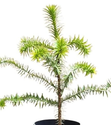 Chilenische Schmucktanne Andentanne Araucaria - Araucana 30-40 cm winterhart Freilandaufzucht