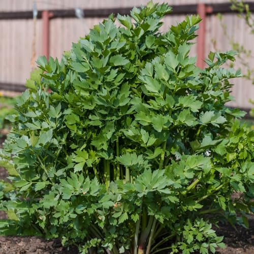 Semillas de apio - cocina de jardín de Comprar semillas de apio, semillas de culinarias 350pcs