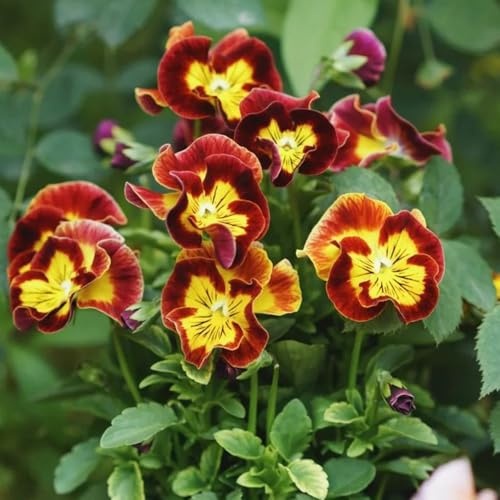 Semi di viola del pensiero - resistenti all'esterno Semi di Viola tricolore - regali da giardino esotici semi di Le viola del pensiero 60pcs