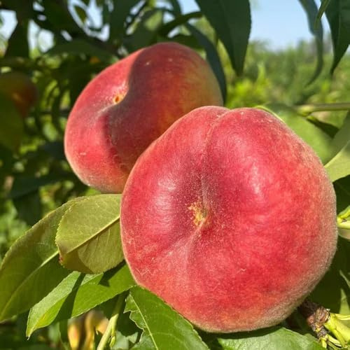 Pfirsichbaum pfirsich säulenobstbäume pflanzensamen Bergpflanzung, bonsai Premium baumsamen topfpflanzen heilpflanzen Obstbaumsamen, obstbäume 40samen