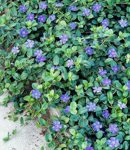 BALDUR Garten 9x Winterharter Bodendecker Vinca minor Blau, im 9x9 cm-Topf | 6-8 Pflanzen pro Quadratmeter, ideal für schattige Flächen, immergrüne & winterharte Staude, mehrjährig, blühend