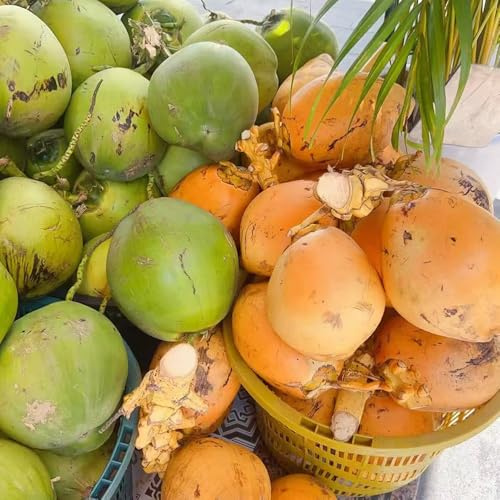 palma da cocco - Cocos nucifera semi di semi ufficio organici verdi perenni resistenti giardino letto 8pcs