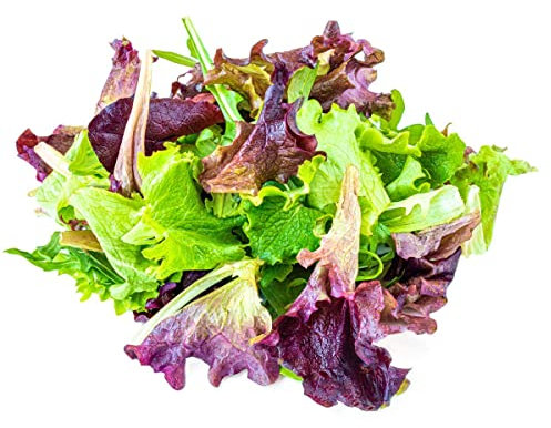 Lettuce Plants, 'Mixed Selection', 12 x Full Plant Pack, Mixed Lettuces, Salad Plants, Lettuce, Garden Ready and Ready to Plant, Premium Quality Lettuces