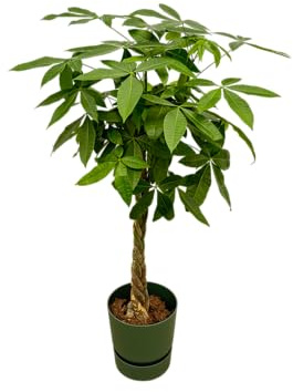 Trendyplants – Pachira Aquatica tra cui elho Greenville rotondo verde – 160 cm – Ø 30 cm