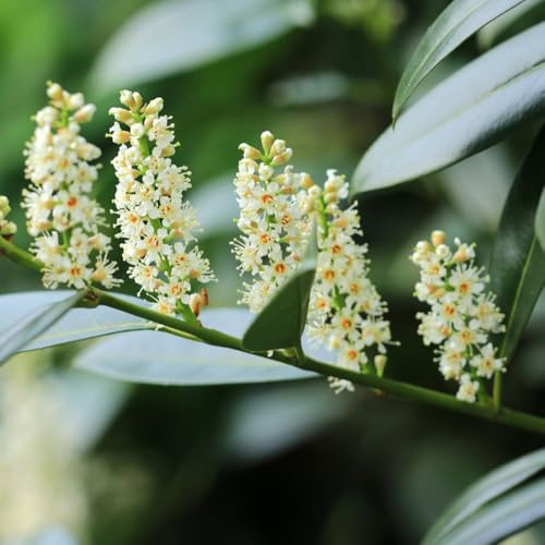 semi di lauroceraso - esotiche giardino autunnali resistenti decorazione ufficio roccioso balcone 30pcs