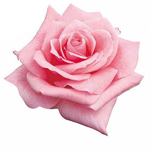 Queen Elizabeth®, rosaio vivo rifiorente di Rose Barni®, pianta in vaso di effetto prestigio, grandi fiori di colore rosa argentato, cod. 71230