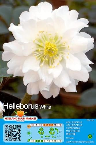 CHRISTROSEN - SPARSET : 3 RHIZOME Christrose Schneerose Lenzrose Helleborus  Double Ellen White  winterhart 1 Rhizom