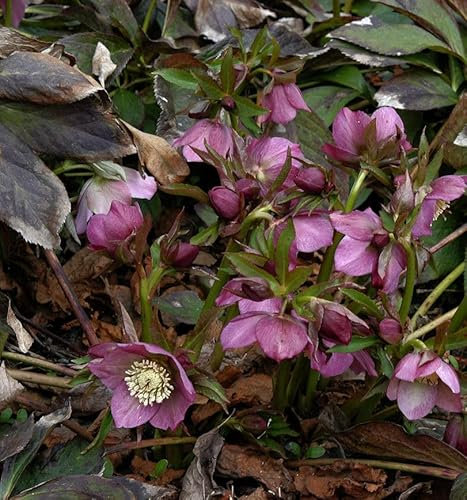 Rote Lenzrose - Helleborus orientalis - lebende Gartenpflanze aus den Baumschulen