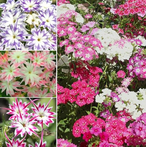 100+ Twinkle Mix Phlox Seeds Phlox Drummondii Flowers Garden Planting