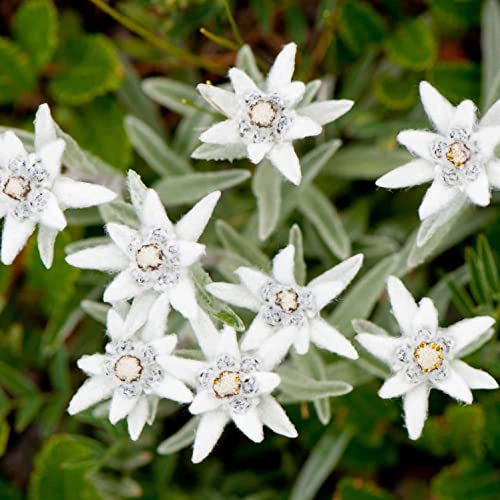 50+ White Edelweiss Ground Cover Flower Seeds / Perennial