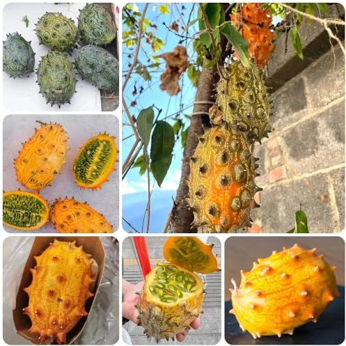 Semi di Kiwano, esotici di kiwano, Cucumis metuliferus, antiche varietà Gli da nani sono resistenti frutteto, verdi giardino 100pcs