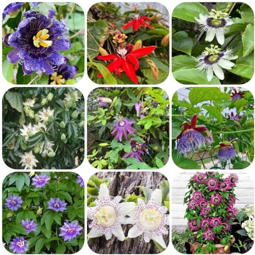 semi di passiflora biologici per aiuola, rampicanti resistenti passiflora biologica resistenti per il giardino to perenni da balcone perenni 150pcs