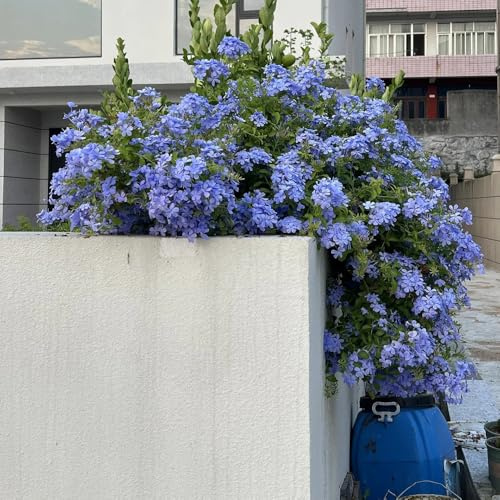 semillas de tallo de plumbago, orgánicas silvestres exóticas interior variedades antiguas, 30pcs