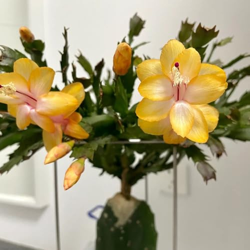 Cactus di Natale, rampicanti biologiche, da interno cactus di Natale autunnali, resistenti, Arredamento per il soggiorno in zone soleggiate succulente da 350semi