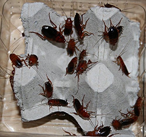 120 mittlere Schokoschaben, Schaben in Dosen praktisch verpackt, Futterinsekten Futtertiere