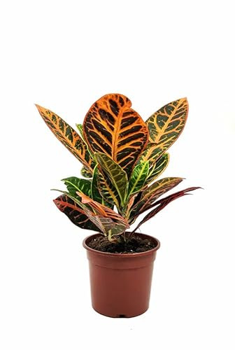 DECOALIVE Crotón Petra Codiaeum Variegatum Planta Natural de Interior