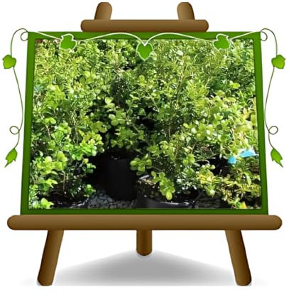 EURO PLANTS VIVAI Buchsbaum Buxus Pumila niedrige Heckenpflanze - auf Topf 11 x 11 cm. - Höhe 30-40 cm