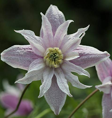 Frühe Alpen Waldrebe Rosy o Grady 60-80cm - Clematis macropetala - lebende Gartenpflanze aus den Baumschulen