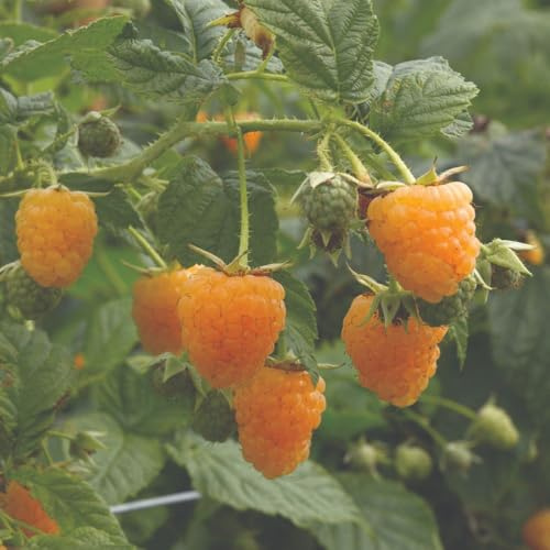 Raspberry Duo Plant – Red & Yellow Summer Fruiting Raspberries in One Pot | Sweet Flavour | Ideal for Patios, Balconies & Small Gardens - 2X 5 Litre Potted Plants by Thompson & Morgan