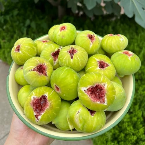 Semi di fico - raro per giardinieri da balcone da frutto colonnari esotico comprare frutto nani, resistenti frutteto semi di vecchie varietà 450pcs