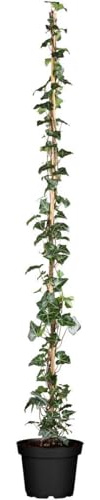 Hedera helix hibernica 100-150 cm - Irischer Efeu, immergrün, ideal für Fassadenbegrünung, pflegeleicht, winterhart