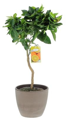KENTIS - Citrus Reticulata – Mandarinenpflanze – Aussenobstbäume in Vase - Hoch 70-80 cm Topf Ø 20 cm