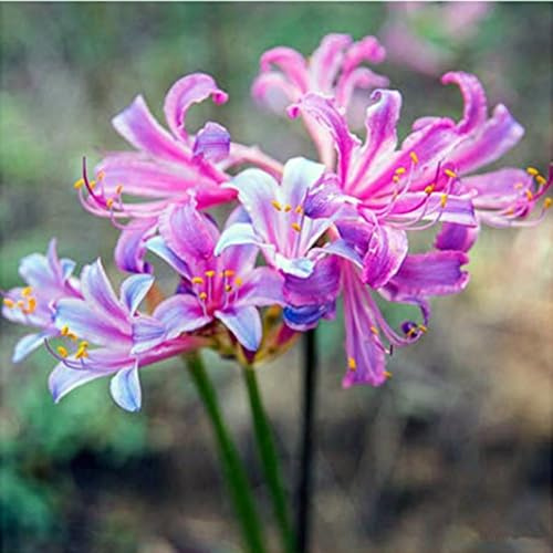 Bulbi di Lycoris/misto/bulbi di giglio ragno rosso selezionati/tolleranti al freddo e alla siccità/adatti per la decorazione di giardini e balconi【NVNJHJN】-5 bulbi-B