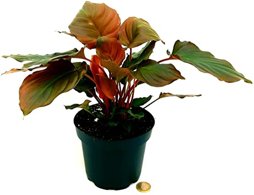 POWERS TO FLOWERS - MONSTERA HOMALOMENA RUBESCENS FLAMING RED, VASO 13CM, pianta vera