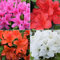 Colección de Plantas de Azalea - Arbustos de Jardín de Floración Primaveral - Paquete de 4, maceta de 9 cm
