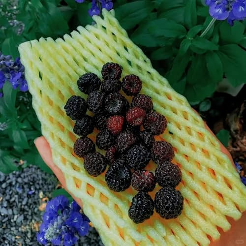 semi di lampone - esotiche resistenti biologici giardino Decorazione 55pcs