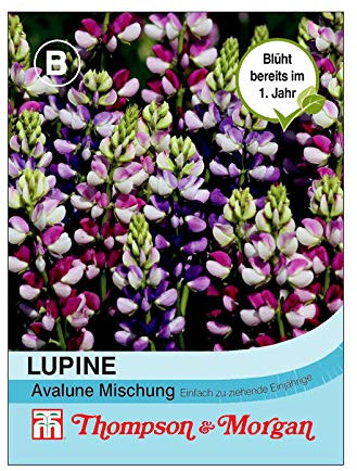 THOMPSON & MORGAN Lupine Avalune Mischung/winterhart, zweifarbig, einjährig