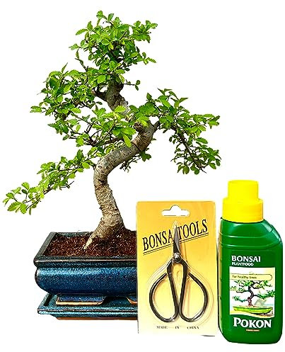 Bonsai Trees (9yr Old S Style Elm Gift Set)