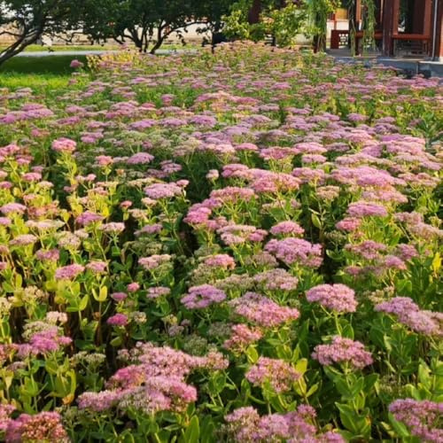 fetthenne, stauden winterhart mehrjährig gartenkräuter garten für sonnige plätze steingartenpflanzen kräutergarten 250samen